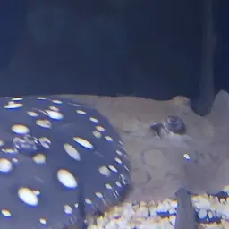 Porcupine Freshwater Stingray, photo 4