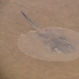 Porcupine Freshwater Stingray, photo 5