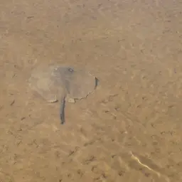 Porcupine Freshwater Stingray, photo 6