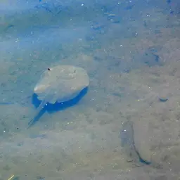 Porcupine Freshwater Stingray, photo 8