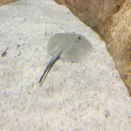 Porcupine Freshwater Stingray, photo 10