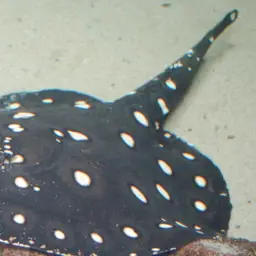 Xingu Freshwater Stingray, photo 1