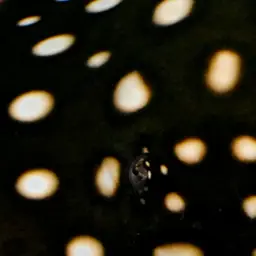 Xingu Freshwater Stingray, photo 2