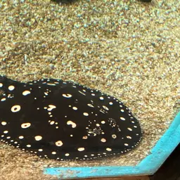 Xingu Freshwater Stingray, photo 4