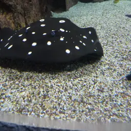 Xingu Freshwater Stingray, photo 5