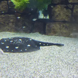 Xingu Freshwater Stingray, photo 6