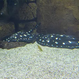 Xingu Freshwater Stingray, photo 7