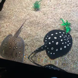 Xingu Freshwater Stingray, photo 11
