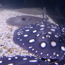 Xingu Freshwater Stingray, photo 12