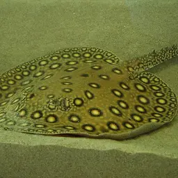 Ocellate Freshwater Stingray, photo 1