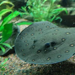 Ocellate Freshwater Stingray, photo 2