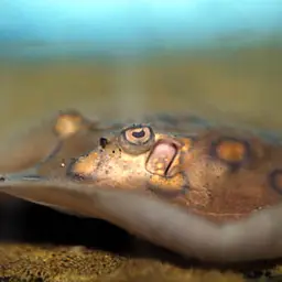 Ocellate Freshwater Stingray, photo 3