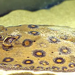 Ocellate Freshwater Stingray, photo 4