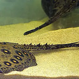 Ocellate Freshwater Stingray, photo 5