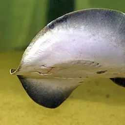 Ocellate Freshwater Stingray, photo 6