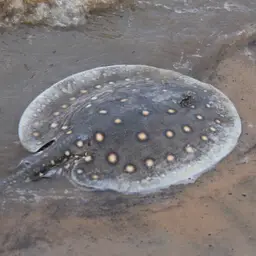Ocellate Freshwater Stingray, photo 8