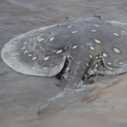 Ocellate Freshwater Stingray, photo 9