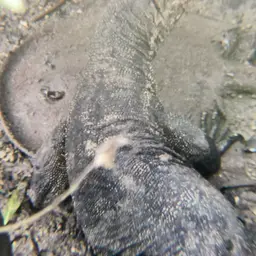 Ocellate Freshwater Stingray, photo 12