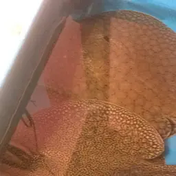 Reticulate Freshwater Stingray, photo 1