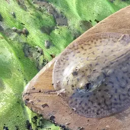 Reticulate Freshwater Stingray, photo 2