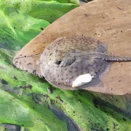 Reticulate Freshwater Stingray, photo 3