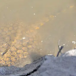 Rosette River Stingray, photo 1