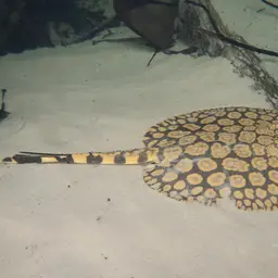 Rosette River Stingray, photo 2
