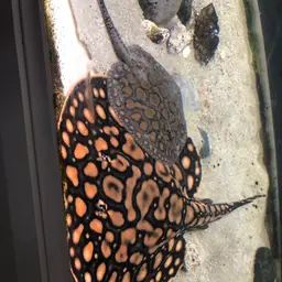 Rosette River Stingray, photo 3