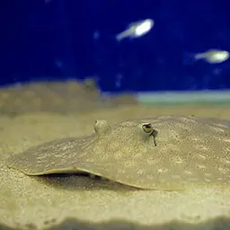 Raspy River Stingray, photo 1