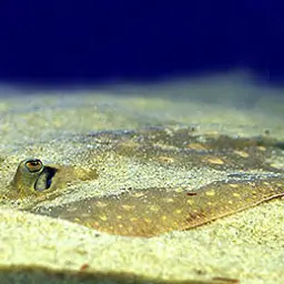 Raspy River Stingray, photo 2