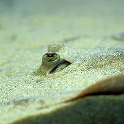 Raspy River Stingray, photo 3