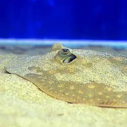 Raspy River Stingray, photo 4