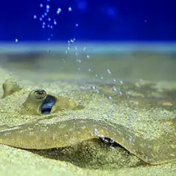 Raspy River Stingray, photo 5