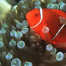 Maroon Clownfish