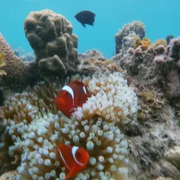 Maroon Clownfish, photo 2