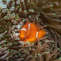 Maroon Clownfish, photo 3