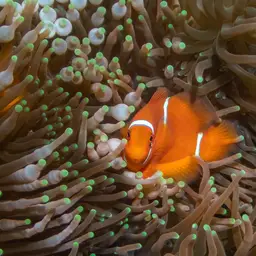 Maroon Clownfish, photo 4