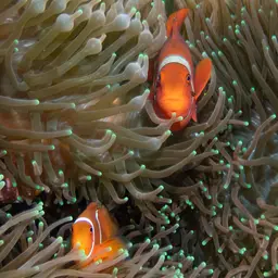Maroon Clownfish, photo 5