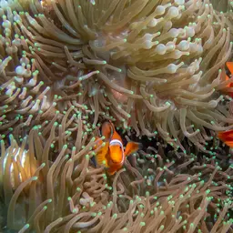 Maroon Clownfish, photo 6