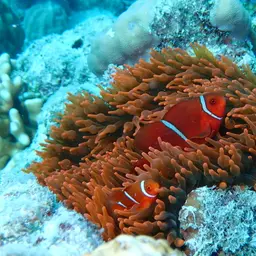 Maroon Clownfish, photo 7