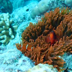 Maroon Clownfish, photo 8