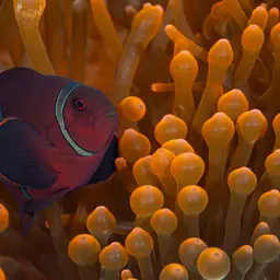 Maroon Clownfish, photo 9