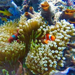 Maroon Clownfish, photo 10