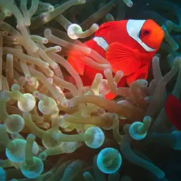 Maroon Clownfish, photo 11