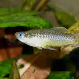 Isthmian Priapella