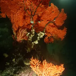 Red Tree Coral, photo 1