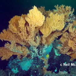 Red Tree Coral, photo 2