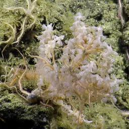 Red Tree Coral, photo 3