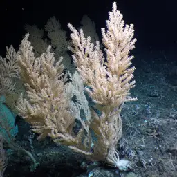 Red Tree Coral, photo 4