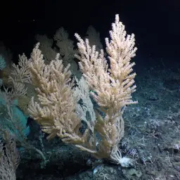Red Tree Coral, photo 5